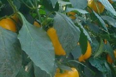 為什么現代農業(yè)離不開測土配方施肥儀器？